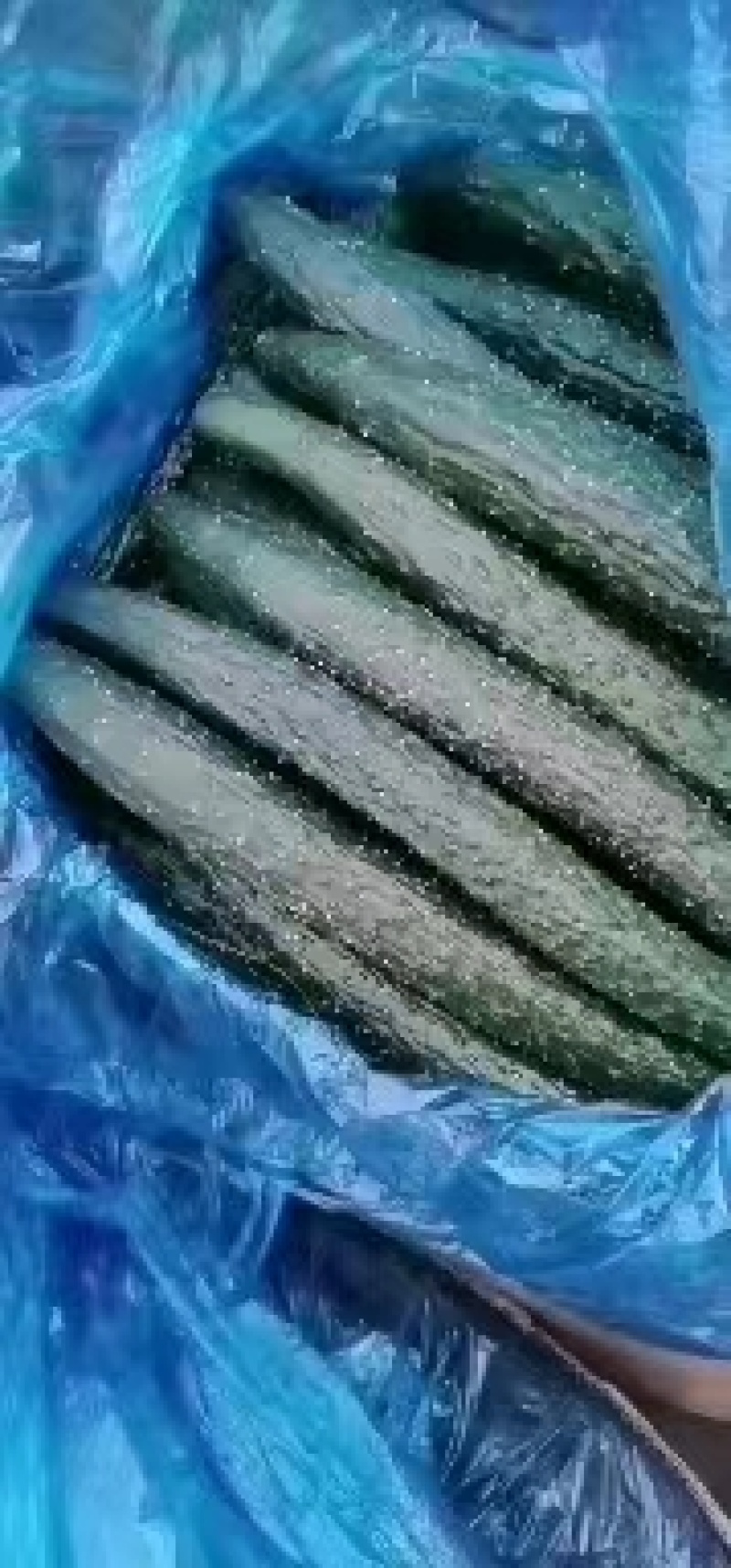 夏邑密刺黄瓜水果黄瓜大量上市，产地现货质量保证