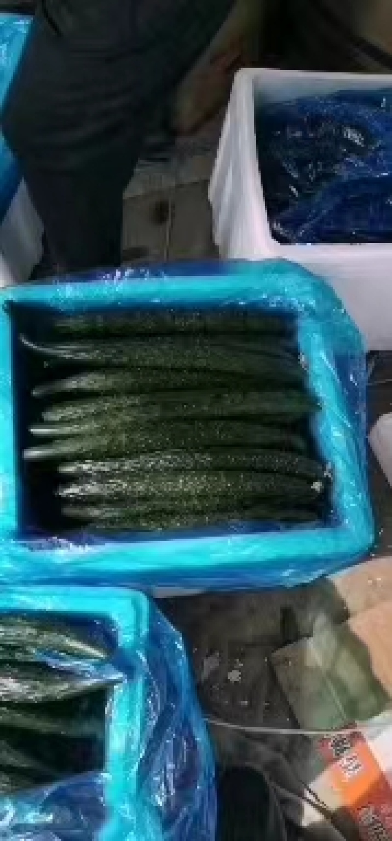 夏邑密刺黄瓜水果黄瓜大量上市，产地现货质量保证