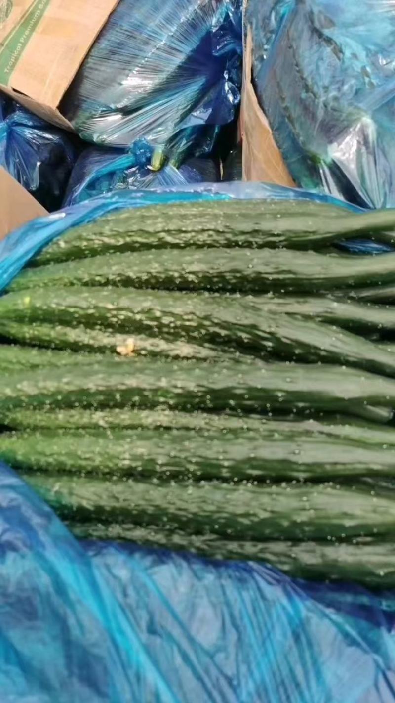 夏邑密刺黄瓜水果黄瓜大量上市，产地现货质量保证