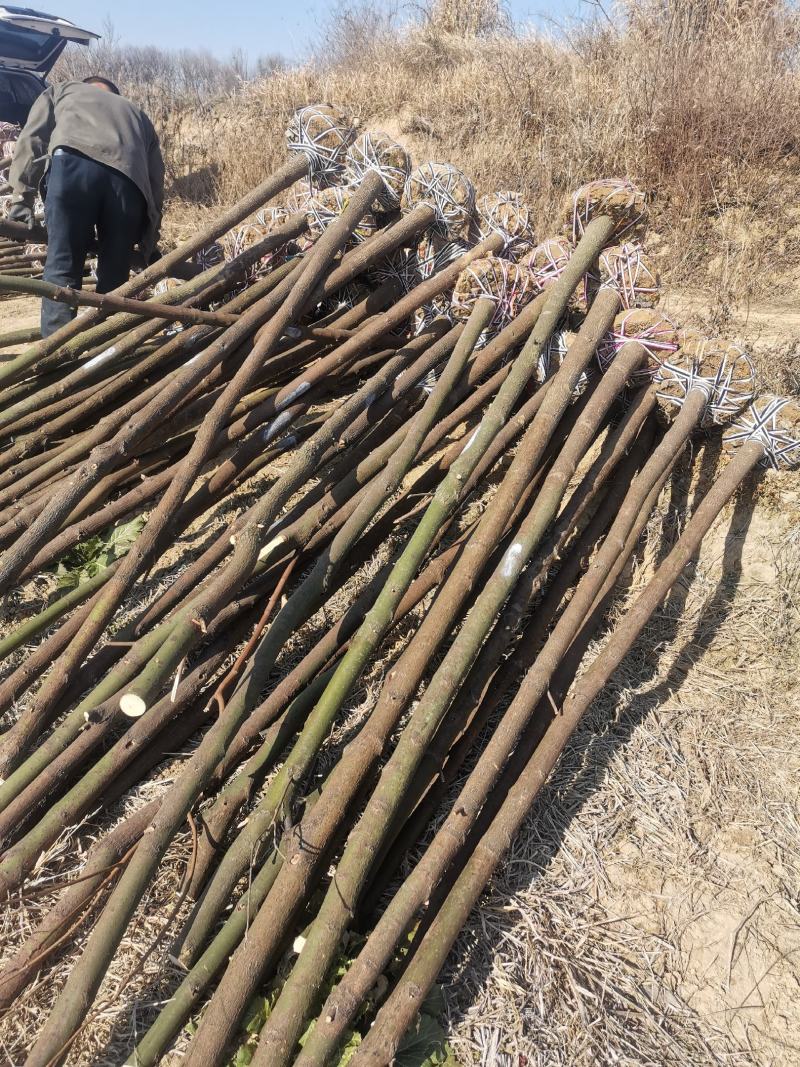 香樟树苗1到20公分有货，多年育苗基地，诚信经营