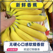 香蕉特价香蕉，常年供应，大量现货，无花皮无硬无口感软糯甜