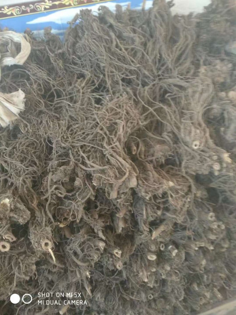 羌活