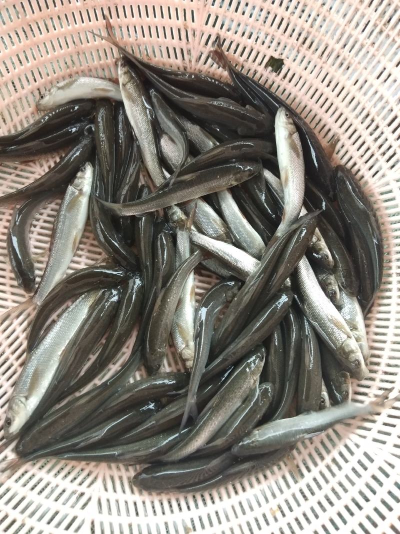 翘壳鱼苗，包送，货到付款，免费消毒