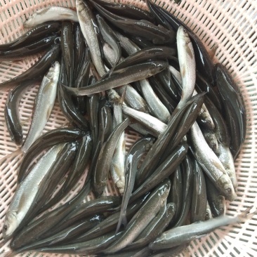 翘壳鱼苗，包送，货到付款，免费消毒