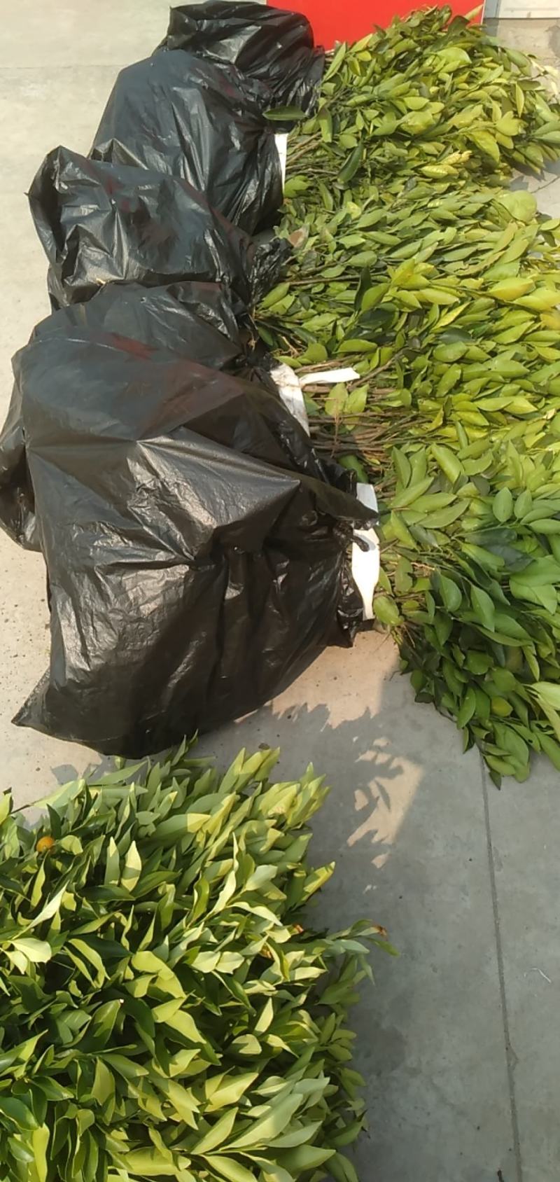 纽荷尔脐橙苗，纽荷尔，橙子苗，支持线上保障交易