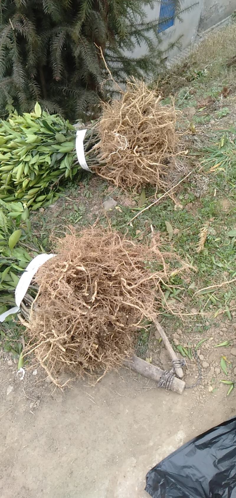 纽荷尔脐橙苗，纽荷尔，橙子苗，支持线上保障交易