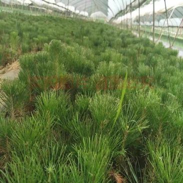 绿化苗木松树黑松小苗庭院黑松苗黑松树苗四季常青盆景植物松