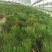 绿化苗木松树黑松小苗庭院黑松苗黑松树苗四季常青盆景植物松