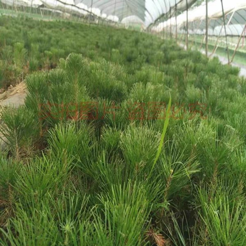 绿化苗木松树黑松小苗庭院黑松苗黑松树苗四季常青盆景植物松