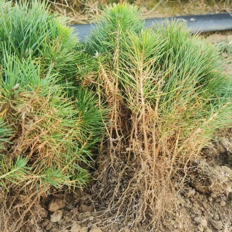 绿化苗木松树黑松小苗庭院黑松苗黑松树苗四季常青盆景植物松