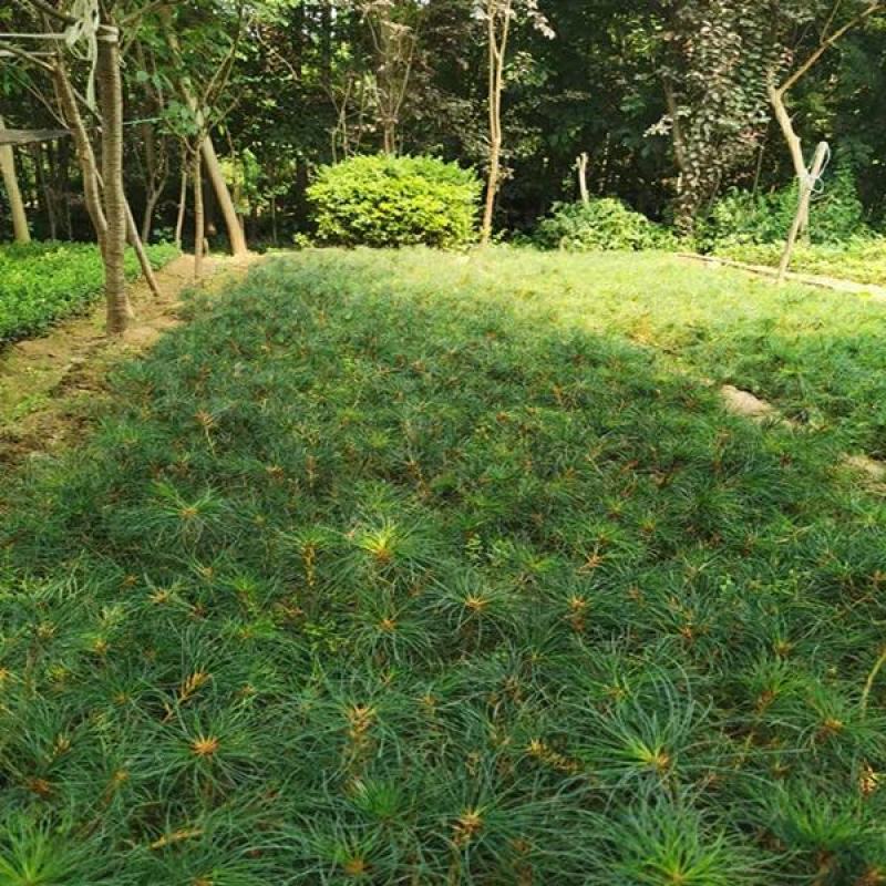 绿化苗木松树黑松小苗庭院黑松苗黑松树苗四季常青盆景植物松