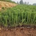绿化苗木松树黑松小苗庭院黑松苗黑松树苗四季常青盆景植物松
