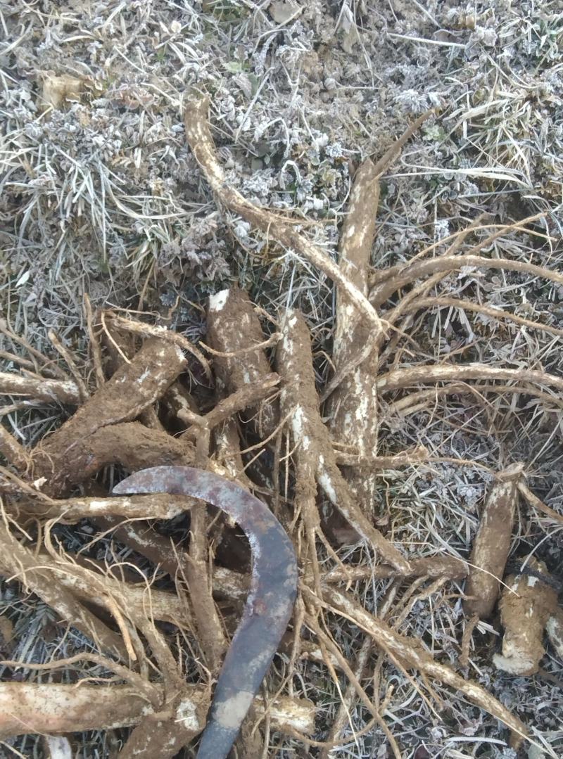 大蓟，大量有货，欢迎咨询，