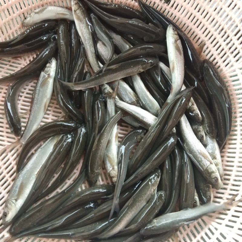 银鳕鱼苗，大鳞鲃鱼苗，各种鱼苗批发，免费送货到付款，