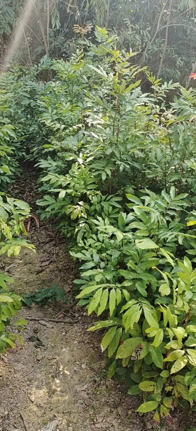 アチャチャイル 接ぎ木 大苗 - 植物/観葉植物