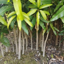 【牛商推荐】广东化州芒果苗基地现货直发欢迎致电联系
