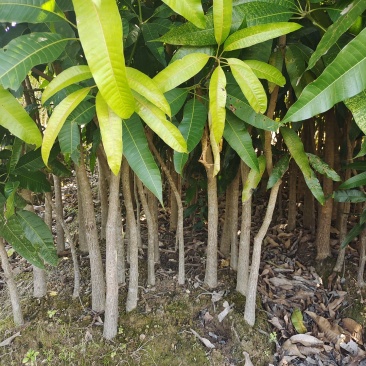 【牛商推荐】广东化州芒果苗基地现货直发欢迎致电联系