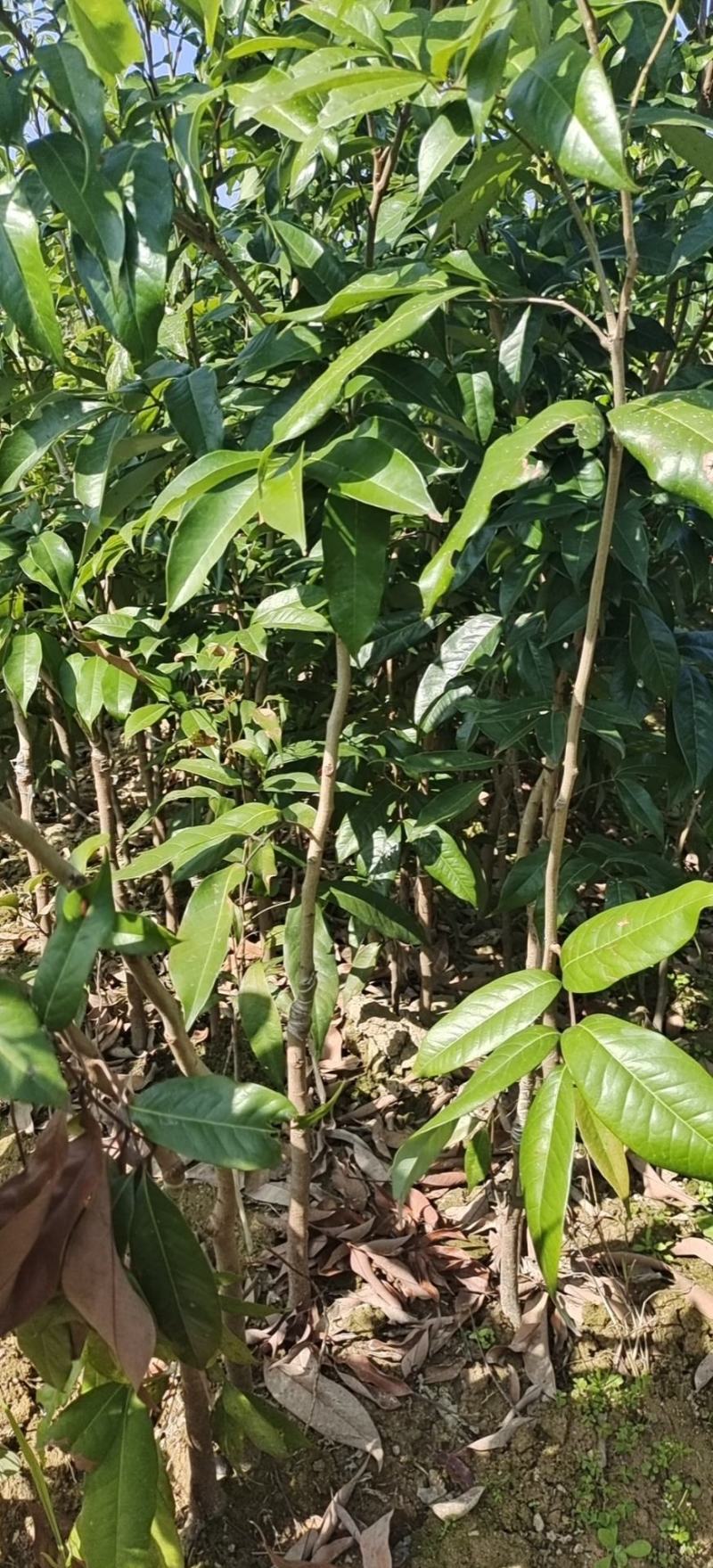 【牛商推荐】广东化州芒果苗基地现货直发欢迎致电联系