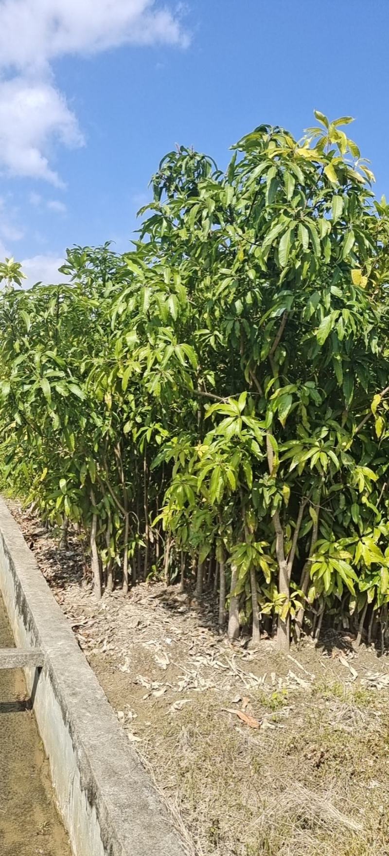 【牛商推荐】广东化州芒果苗基地现货直发欢迎致电联系