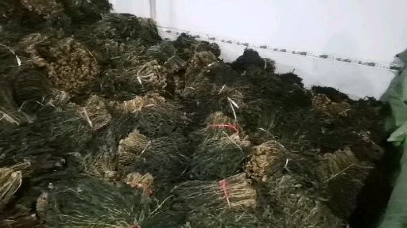 精品干萝卜叶一手货源，产地直销，鲜嫩可口