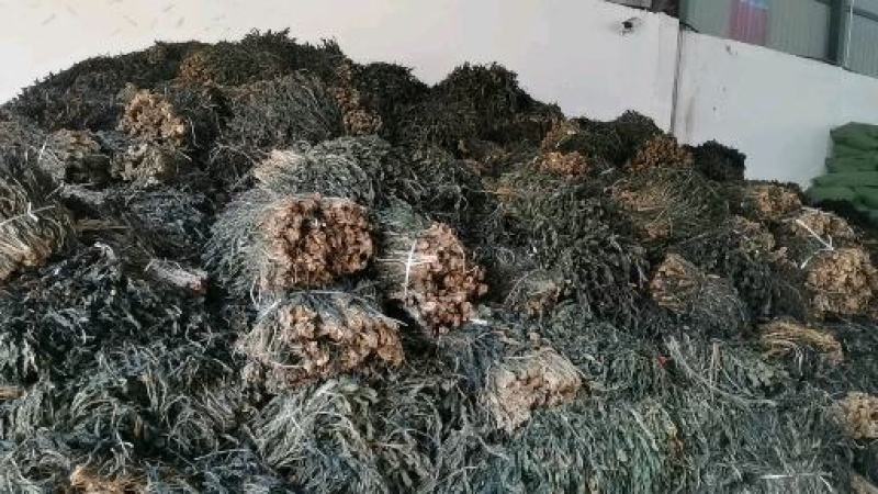 精品干萝卜叶一手货源，产地直销，鲜嫩可口