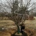大叶垂丝