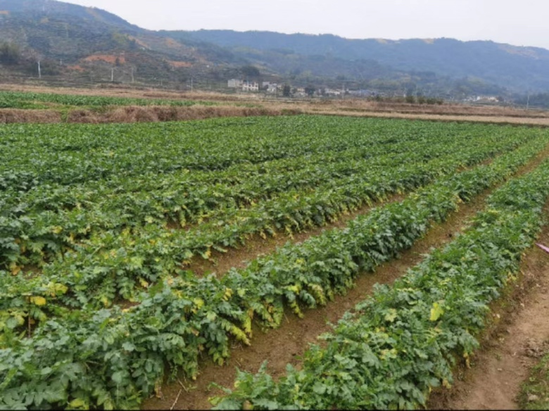 一片广阔的白萝卜种植田,整齐排列的绿叶植物覆盖土地,农民正在田间采收新鲜白萝卜,阳光洒落,展现农业生产的自然生态场景 白萝卜种植田