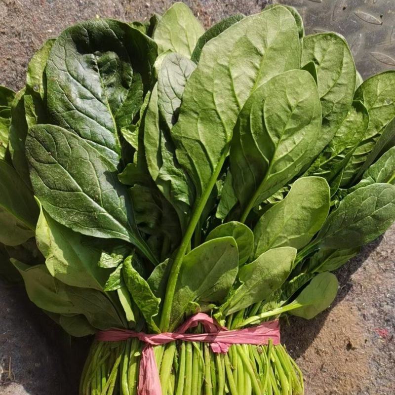 精品菠菜大叶菠菜河北菠菜产地一手货源质量保障货源充足