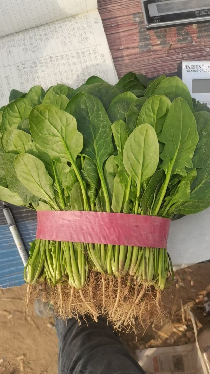 精品菠菜大叶菠菜河北菠菜产地一手货源质量保障货源充足