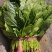 精品菠菜大叶菠菜河北菠菜产地一手货源质量保障货源充足
