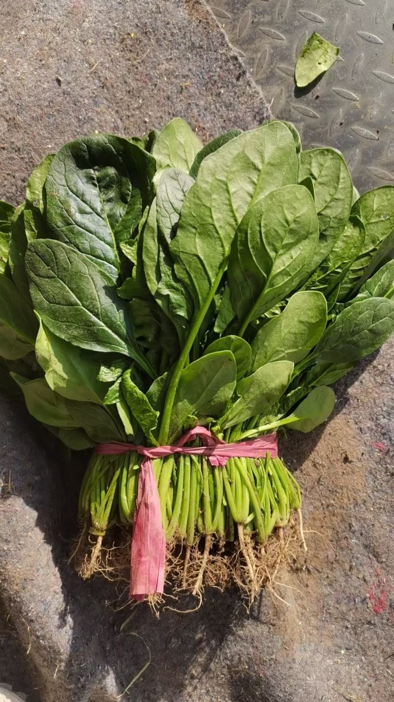 精品菠菜大叶菠菜河北菠菜产地一手货源质量保障货源充足