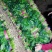 精品菠菜大叶菠菜河北菠菜产地一手货源质量保障货源充足