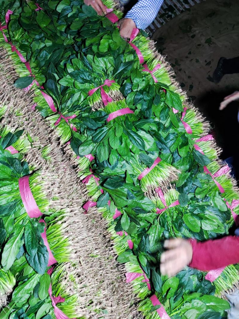 精品菠菜大叶菠菜河北菠菜产地一手货源质量保障货源充足