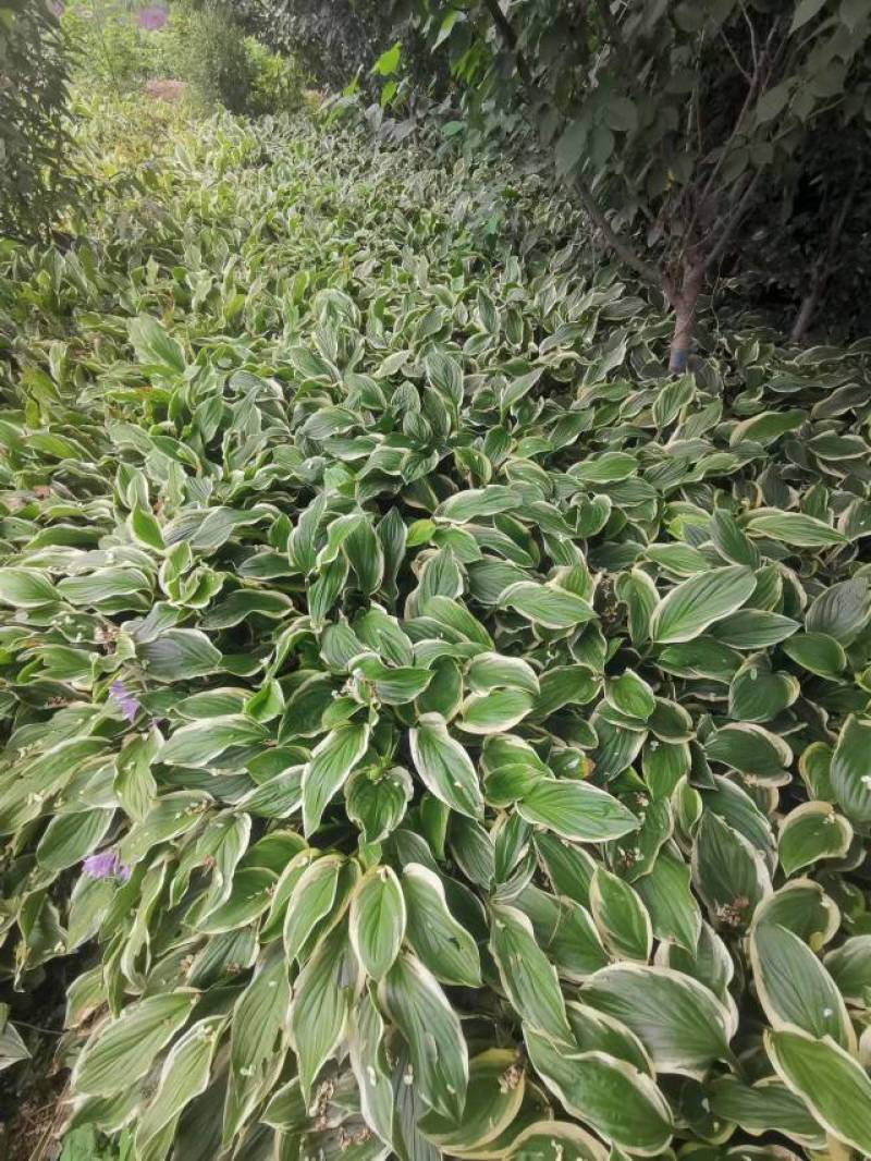 玉簪，紫玉簪，金边玉簪，带盆玉簪，白玉簪