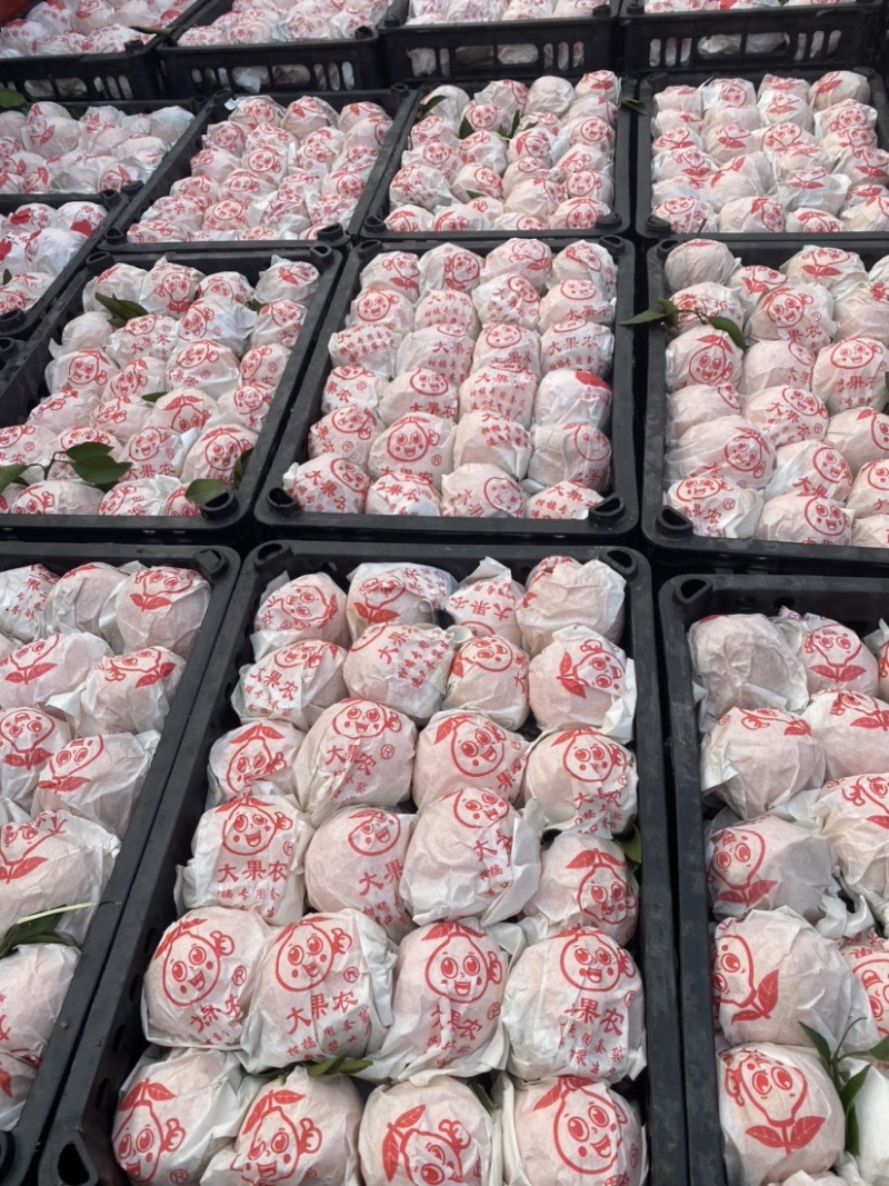 【精品】春见耙耙柑大量供应市场电商平台欢迎联系
