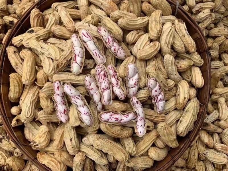 云南七彩花生，大量上市，承接一件代发，大量出货中…