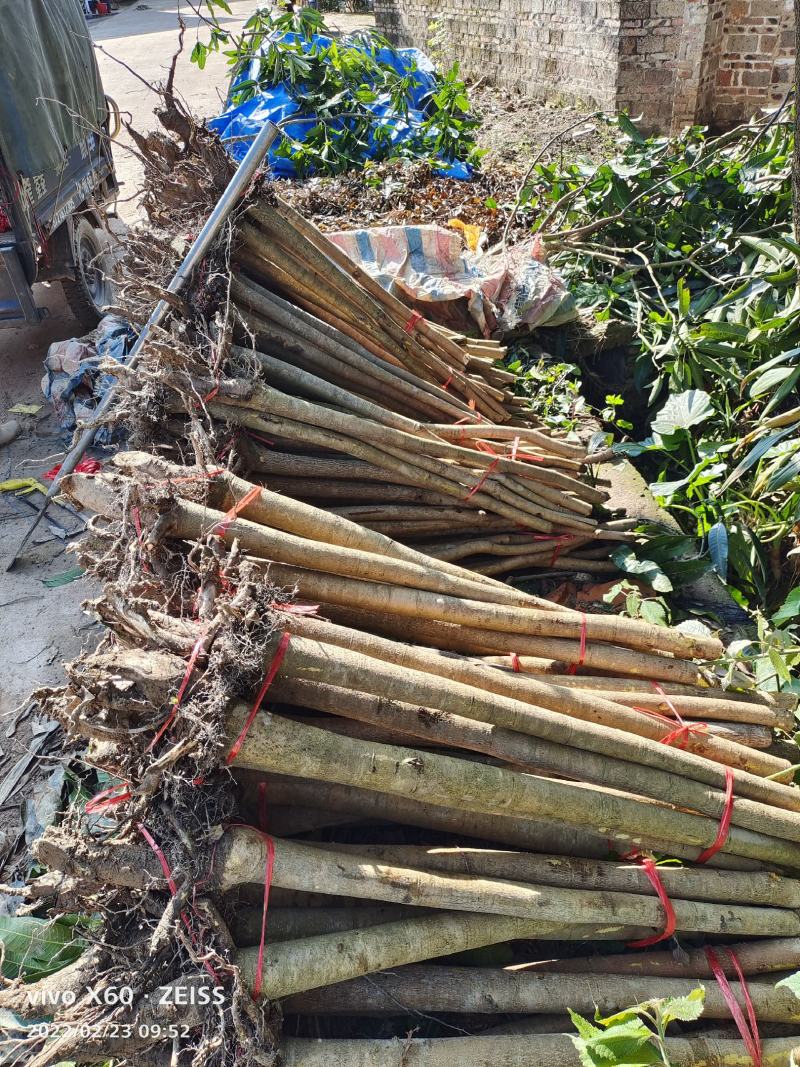 【牛商推荐】广东化州芒果苗基地现货直发欢迎致电联系