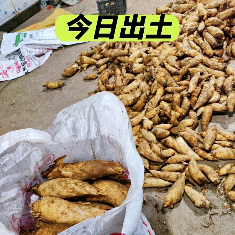 【江西春笋黄泥当日出土】新鲜现货没有中间商价格优惠