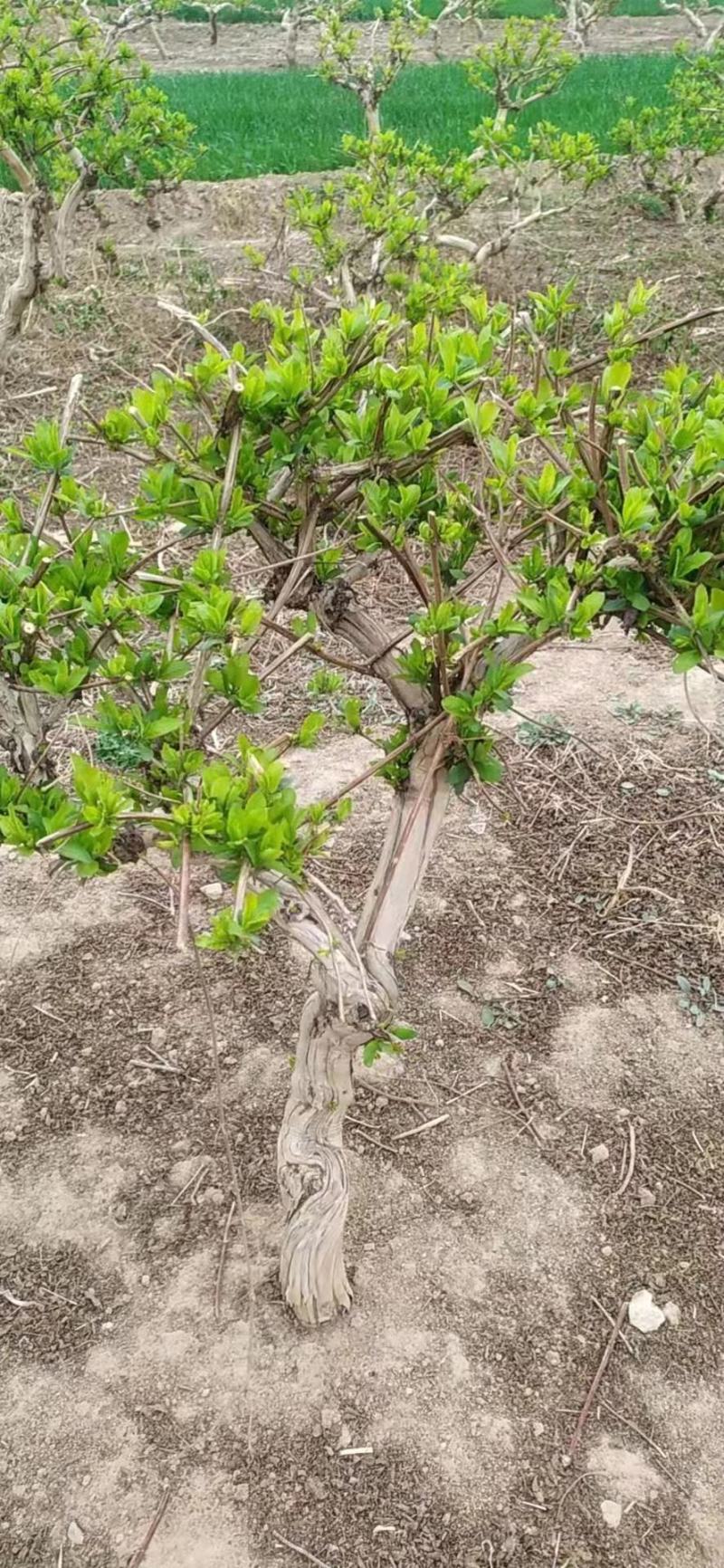 金银花树桩苗