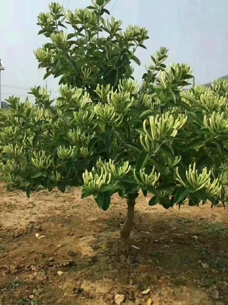 金银花树桩苗