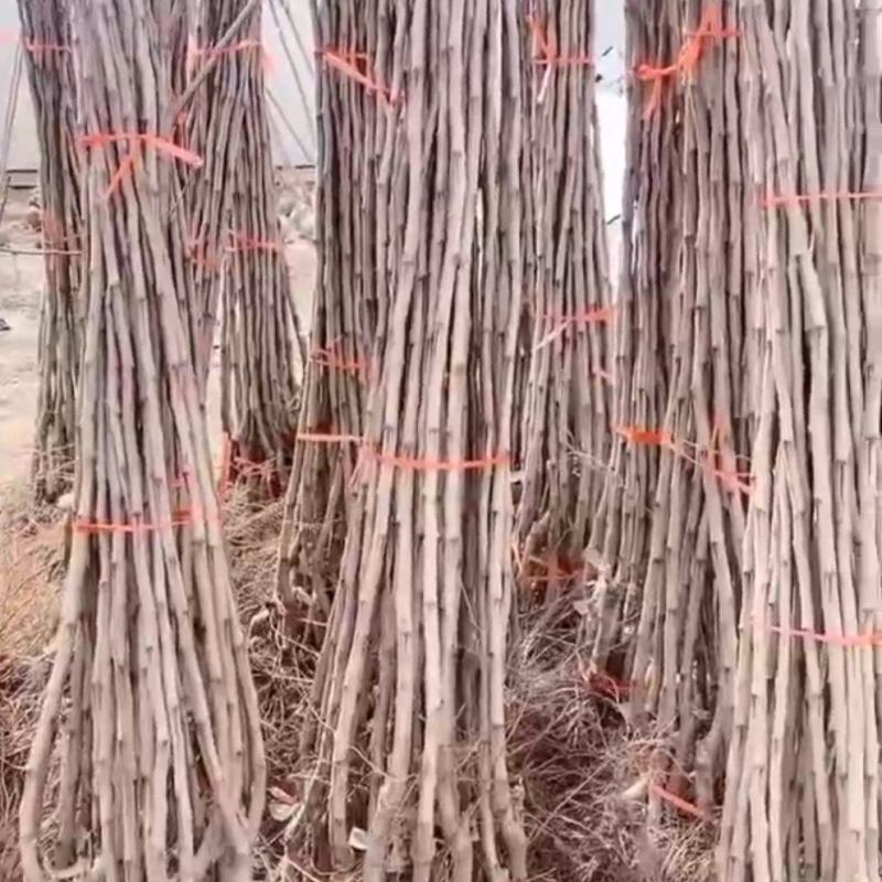 山楂树苗