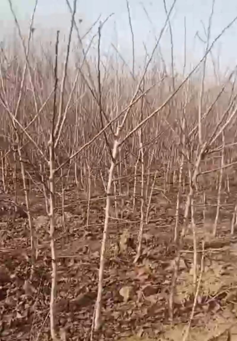 山楂树苗