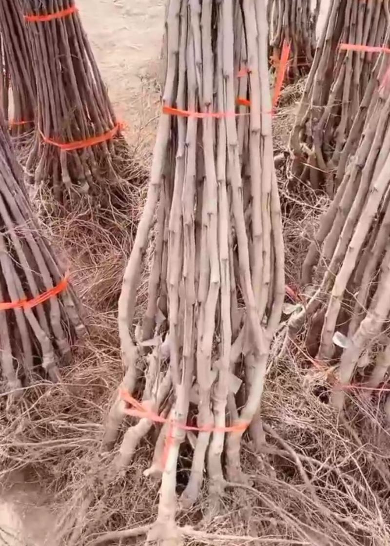 山楂树苗