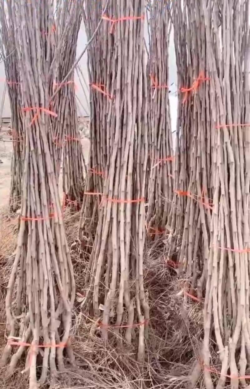 山楂树苗
