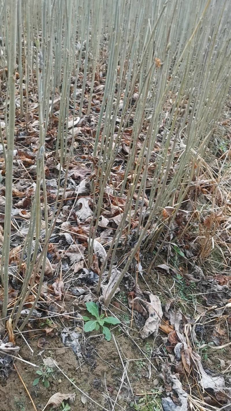 马褂木苗及绿化树大小都有，多年育苗基地，欢迎采购商前来考察