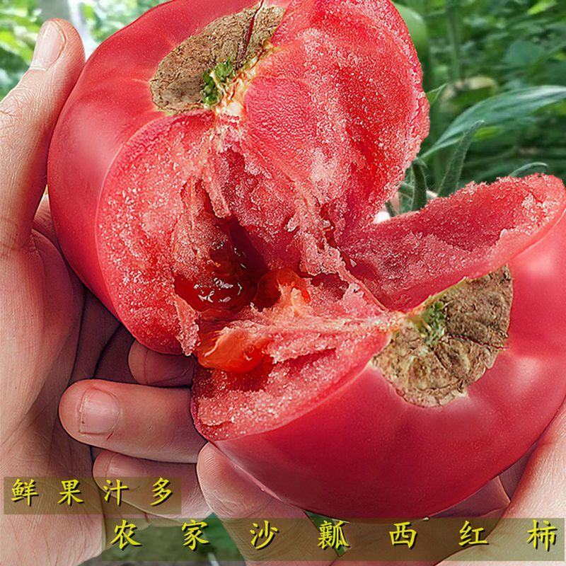 【实力】山东临沂硬粉西红柿大量上市，粉糯香甜欢迎选购
