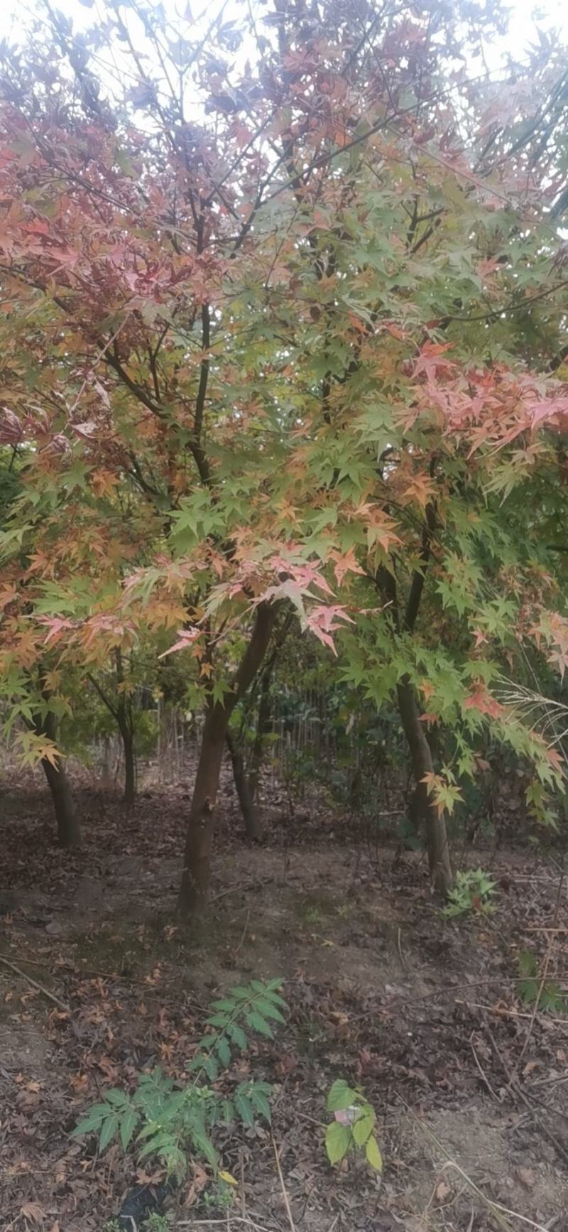 鸡爪槭小苗1到12公分有货多年育苗基地，欢迎采购商前来考察