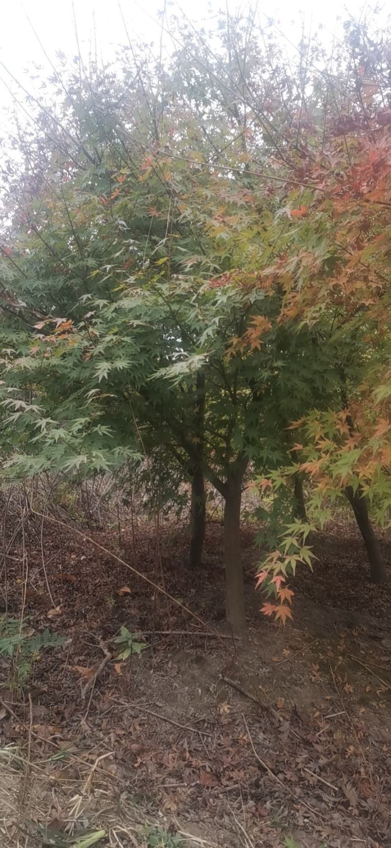 鸡爪槭小苗1到12公分有货多年育苗基地，欢迎采购商前来考察