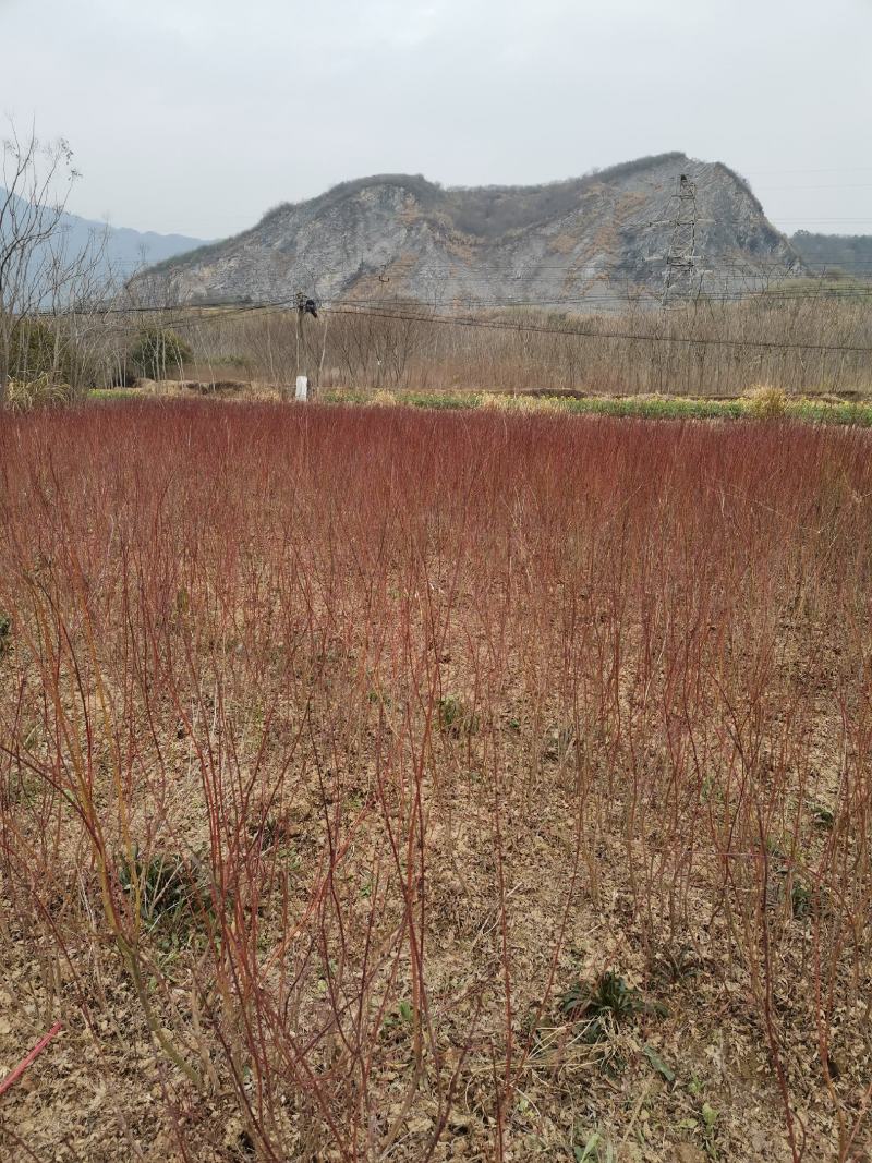 鸡爪槭小苗1到12公分有货多年育苗基地，欢迎采购商前来考察