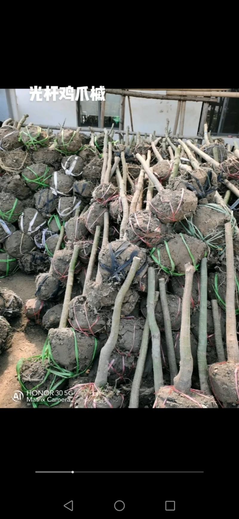 鸡爪槭小苗1到12公分有货多年育苗基地，欢迎采购商前来考察